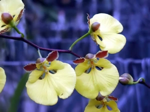 Image of Oncidium orthostates