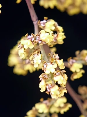 Image of Oncidium pumilum 5