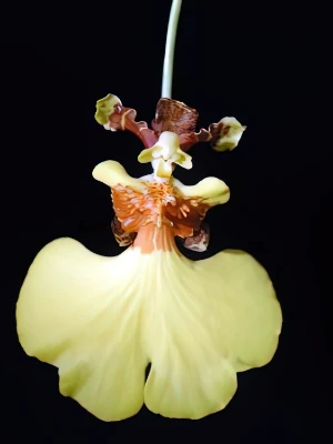 Bild von Oncidium varicosum 2