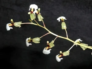 Image of Ornithophora radicans 2