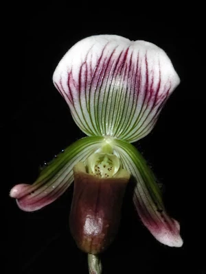 Bild von Paphiopedilum barbatum