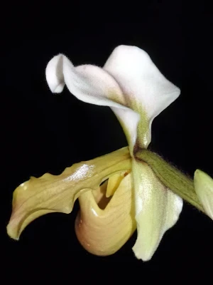 Bild von Paphiopedilum barbigerum