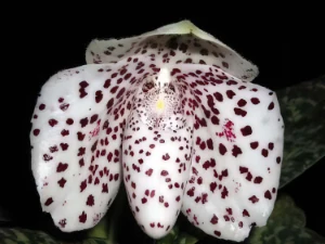 Bild von Paphiopedilum bellatulum semi album t