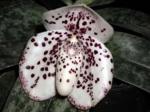 Bild von Paphiopedilum bellatulum t