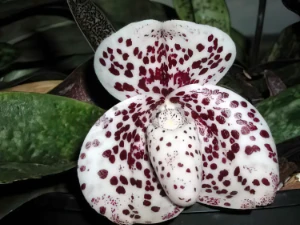 Bild von Paphiopedilum bellatulum