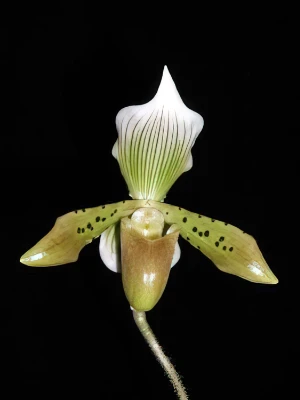 Bild von Paphiopedilum braemii