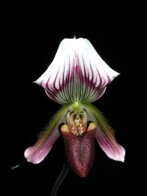 Bild von Paphiopedilum callosum