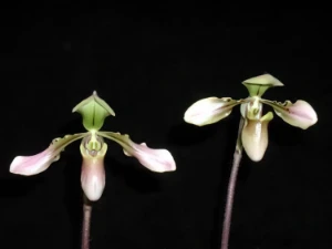 Bild von Paphiopedilum celebense and bullenianum indonesie