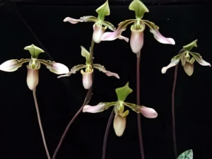 Bild von Paphiopedilum celebense ceramense bullenianum group