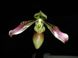 Bild von Paphiopedilum celebense redleaf