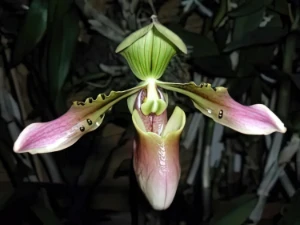 Bild von Paphiopedilum celebense