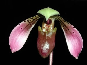 Bild von Paphiopedilum cerveranum