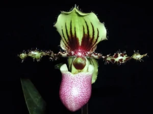 Bild von Paphiopedilum chamberlainianum