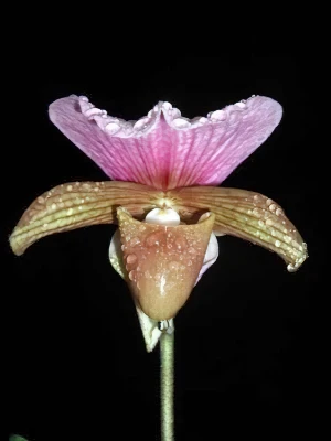 Bild von Paphiopedilum charlesworthii