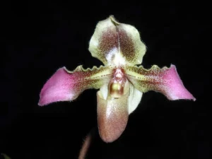 Bild von Paphiopedilum chiwuanum