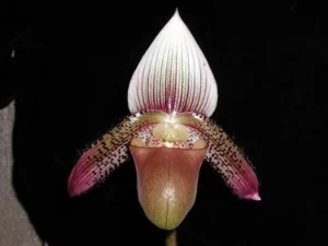 Bild von Paphiopedilum ciliolare