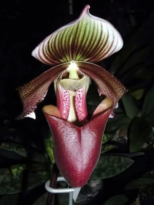 Bild von Paphiopedilum curtisii