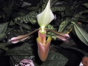 Bild von Paphiopedilum dayanum