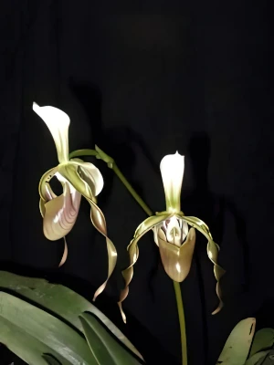 Bild von Paphiopedilum dianthum