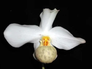 Bild von Paphiopedilum emersonii