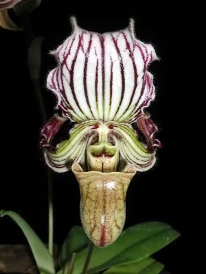 Bild von Paphiopedilum fairieanum