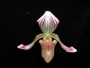 Bild von Paphiopedilum fowliei