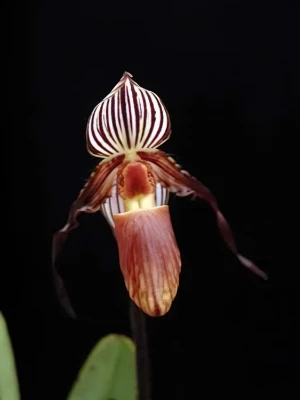 Bild von Paphiopedilum gardinerii