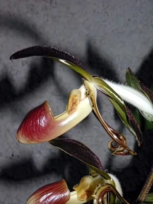 Bild von Paphiopedilum gigantifolium