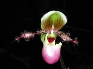 Bild von Paphiopedilum glacophyllum