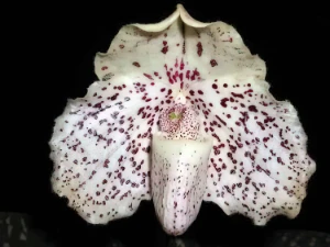 Bild von Paphiopedilum godefroyae