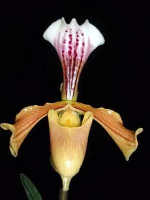 Bild von Paphiopedilum gratrixianum