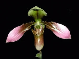 Bild von Paphiopedilum haynanense