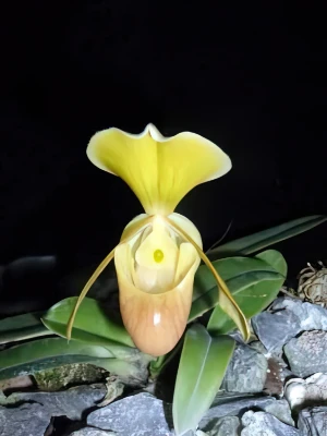 Bild von Paphiopedilum helenae aureum