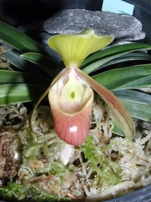Image of Paphiopedilum helenae Image of Paphiopedilum helenae