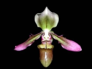 Bild von Paphiopedilum hookerae