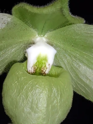 Image of Paphiopedilum jackii  var. flavum