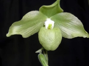 Image of Paphiopedilum jackii var. flavum