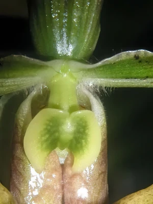 Image of Paphiopedilum javanicum 2jpg