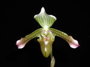 Image of Paphiopedilum javanicum