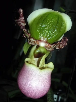 Image of Paphiopedilum liemianum