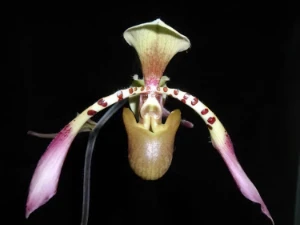 Image of Paphiopedilum lowii