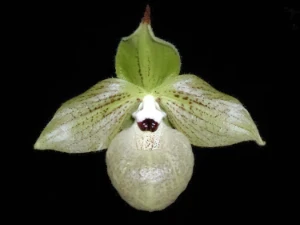 Bild von Paphiopedilum malipoense