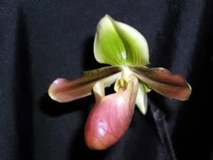 Bild von Paphiopedilum mastersianum