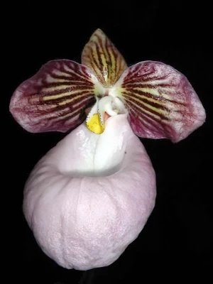 Bild von Paphiopedilum micranthum