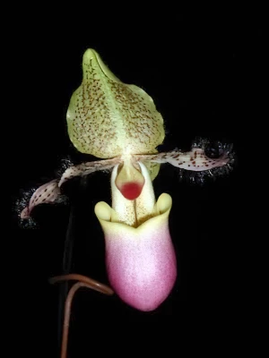 Bild von Paphiopedilum moquetianum