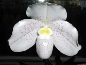 Bild von Paphiopedilum niveum