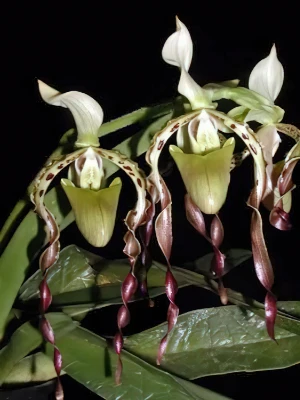 Bild von Paphiopedilum parishii thailand