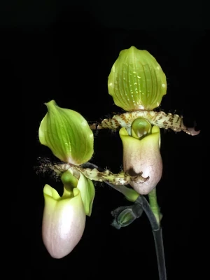 Bild von Paphiopedilum primulinum var. purpurascens