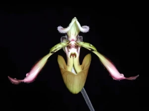 Image de Paphiopedilum richardianum