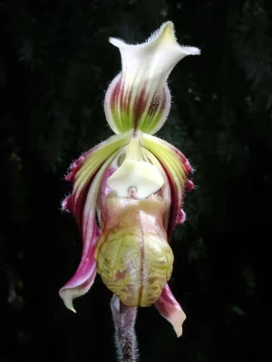 Image de Paphiopedilum sangii